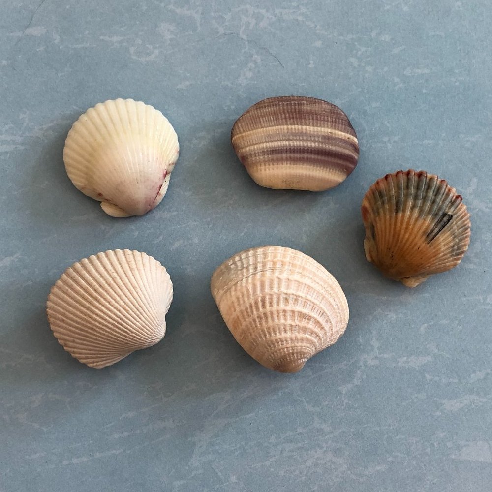 NEW Set of 5 Seashell Magnets Scallops Etc